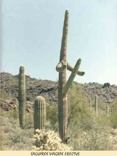 cactus.jpg